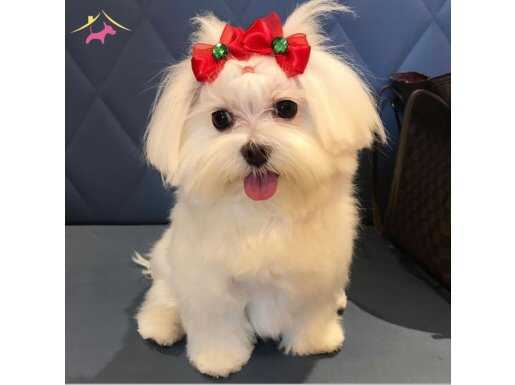 KAR BEYAZ MALTESE TERRİER CİNSLERİ 