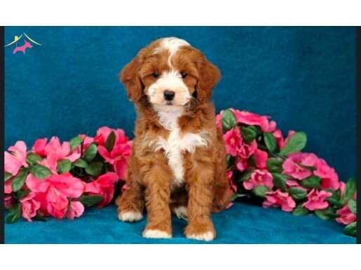 KAHVE TONLU MALTİPOO CİNSİ YAVRULAR 