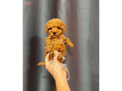 KIPKIRMIZI RED TOY POODLE 