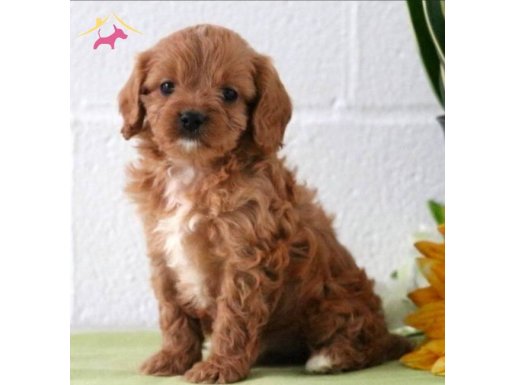 SEVİMLİ MALTİPOO CİNSİ YAVRULAR 