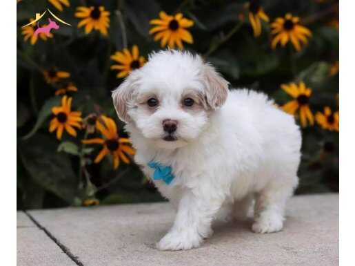 MALTESE TERRİER CİNSİ YAVRULAR 