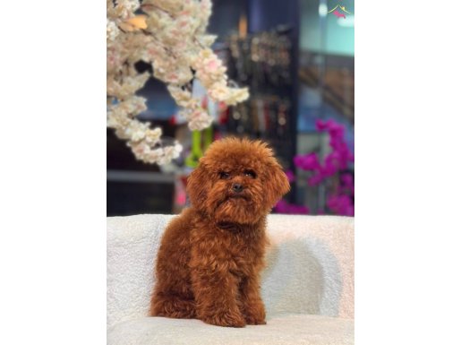SEVİMLİ TOY POODLE YAVRUMUZ 
