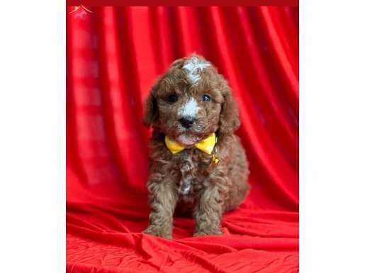 SEVİMLİ MALTİPOO CİNSİ YAVRULAR 