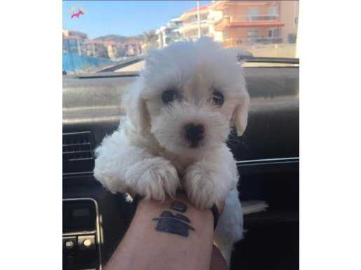 BEYAZ MALTESE TERRİER CİNSİ YAVRULAR 
