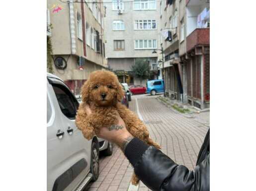 KIPKIRMIZI TOY POODLE YAVRUMUZ TEACUP 