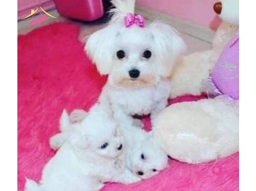 PAMUK BEYAZ MALTESE TERRİER CİNSİ YAVRULAR 