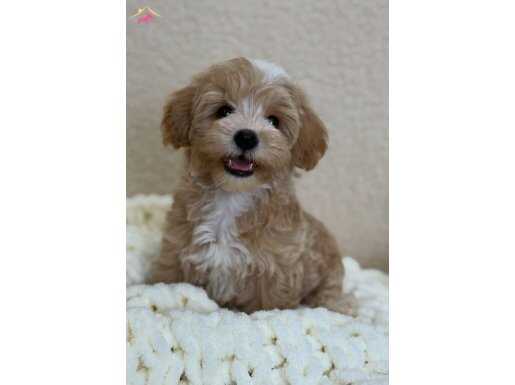 KAHVE TONLU MALTİPOO CİNSİ YAVRULAR 