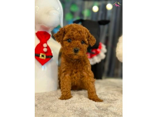 KIPKIRMIZI RED TOY POODLE SEVİMLİ YAVRULAR 