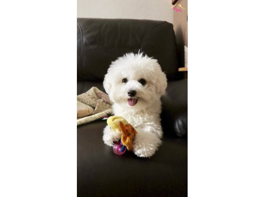 MALTESE TERRİER CİNSİ EV ÜRETİMİ YAVRULAR 