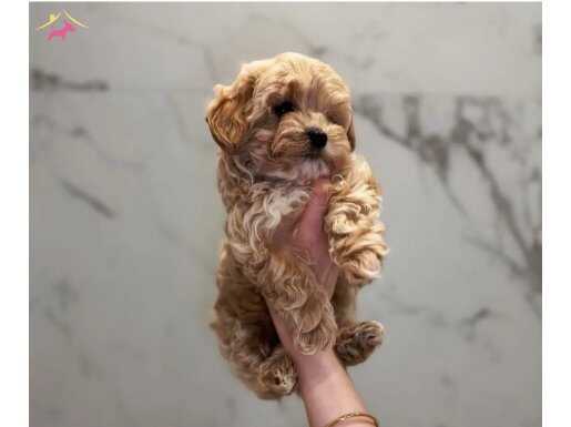 MALTİPOO CİNSİ KAHVE TONLU YAVRULAR 