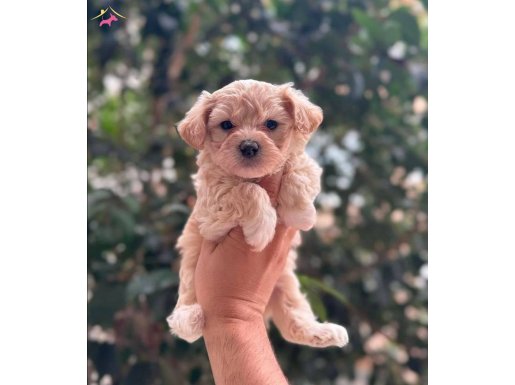 MALTİPOO CİNSİ YAVRULAR EV ÜRETİMİ 