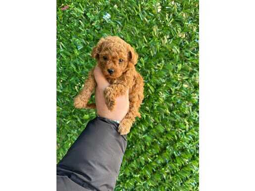 KIPKIRMIZI RED TOY POODLE YAVRUMUZ 