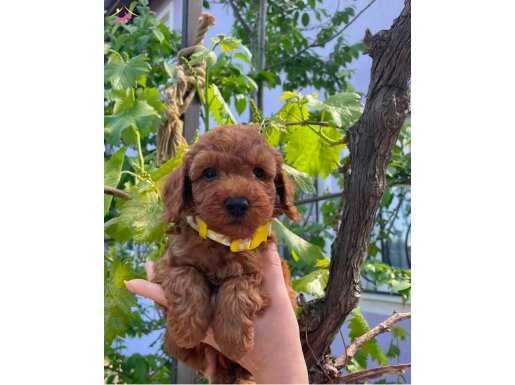 KIPKIRMIZI SEVİMLİ TOY POODLE YAVRUMUZ 