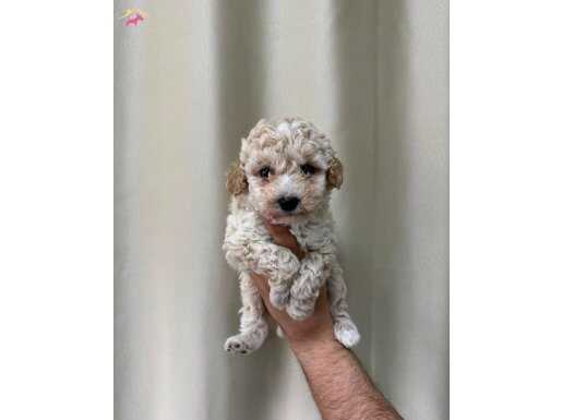 KAHVE TONLU MALTİPOO CİNSİ YAVRULAR 