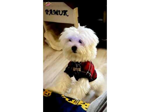 MALTESE TERRİER CİNSİ YAVRULAR EV ÜRETİMİ 