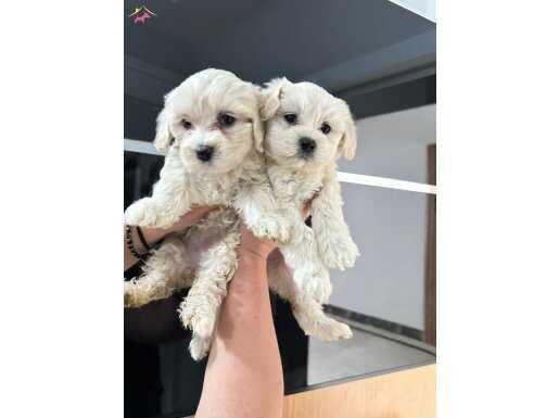 Kar beyaz MALTESE TERRİER CİNSİ 