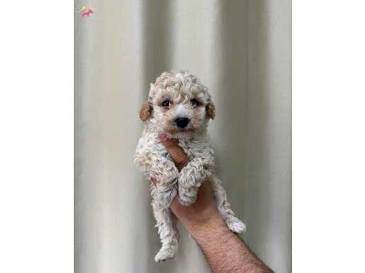 MALTİPOO CİNSİ YAVRULAR EV ÜRETİMİ 