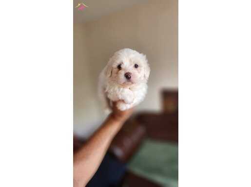 Kar beyaz MALTESE TERRİER 