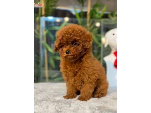 TOY POODLE SEVİMLİ YAVRULAR 