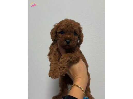 TOY POODLE SEVİMLİ YAVRULAR 