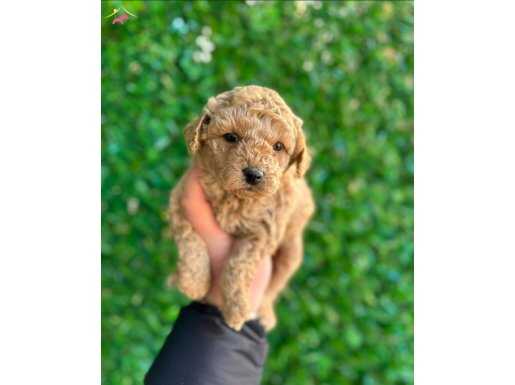 SEVİMLİ MALTİPOO CİNSİ YAVRULAR 