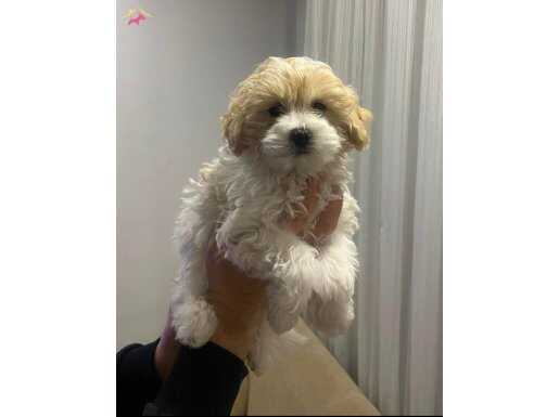 KAR BEYAZ MALTESE TERRİER CİNSİ YAVRULAR 