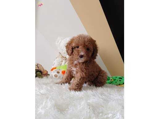 TOY POODLE SEVİMLİ YAVRULAR 
