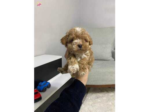 MALTİPOO CİNSİ EV ÜRETİMİ YAVRULAR 