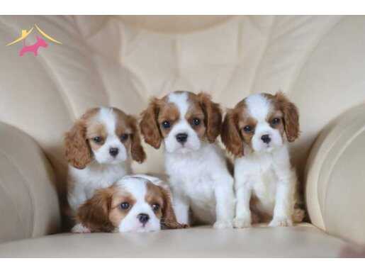 CAVALİER KİNG CHARLES CİNSİ YAVRULAR 