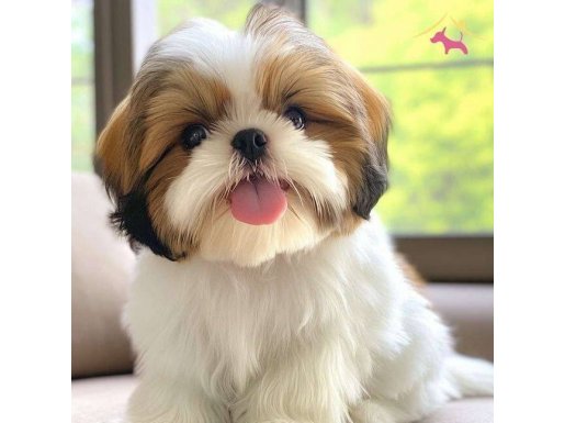 ŞHUTZU CİNSİ EV ÜRETİMİ YAVRULAR 