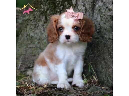 Uyumlu ve Sosyal Cavalier King Charles Yavruları
