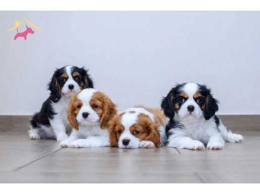 Ev Üretimi Sıfır Numara Cavalier King Charles Yavruları