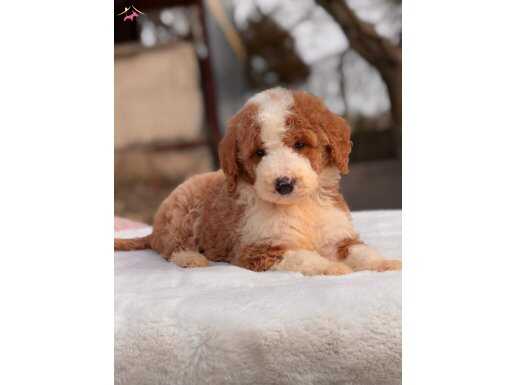 Ev Ortamına Uyumlu Sevecen Cavalier King Charles Yavruları