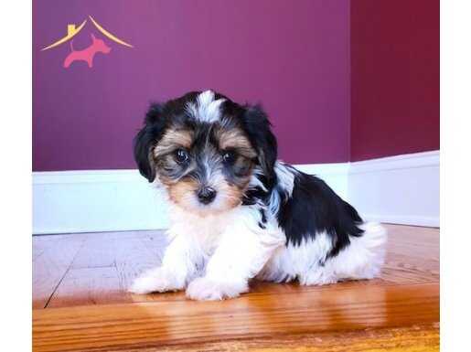 Ev Konforunda Büyüyen Shih Tzu Yavruları