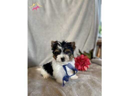 ŞHUTZU CİNSİ EV ÜRETİMİ YAVRULAR 