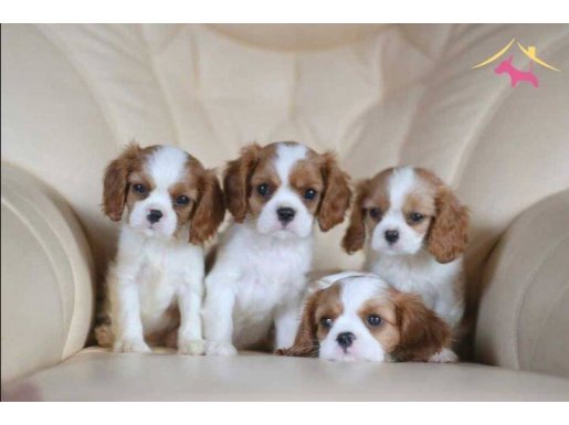 CAVALİER KİNG CHARLES CİNSİ YAVRULAR 