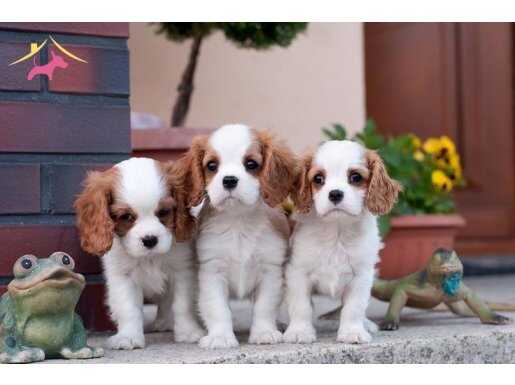MUHTEŞEM MASKELİ CAVALIER KING CHARLES YAVRULARI