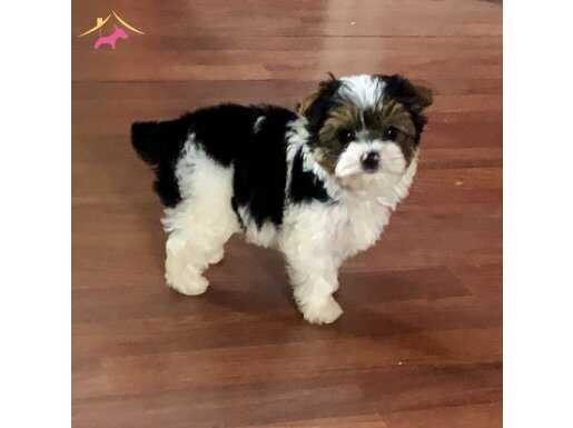 Ev Ortamında Yetişen Akıllı Shih Tzu Yavruları