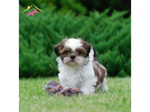 ŞHİHTZU CİNSİ YAVRULAR EV ÜRETİMİ 