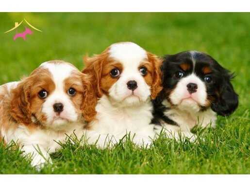 Safkan Cavalier King Charles Yavruları - AB Pasaportlu Irk Garantili