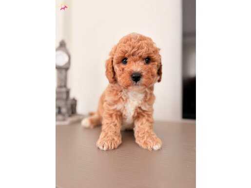 Kahve Tonlu Safkan Maltipoo Yavruları | Irk Garantili