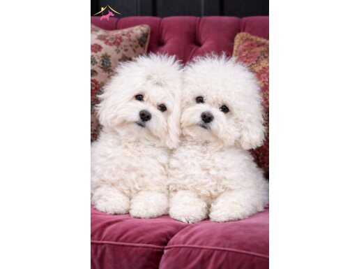 Kar Beyaz Maltese Terrier Yavruları Zekası ve Hipoalerjenik Yapısıyla