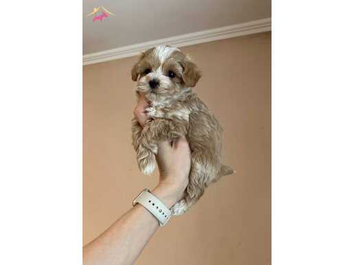 Hipoalerjenik Karakterli Kahve Maltipoo: Şehrin En Stil Sahibi Dostu