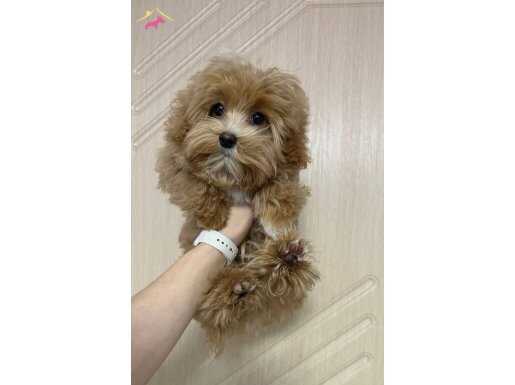 KIPKIRMIZI RED TOY POODLE SEVİMLİ YAVRULAR 