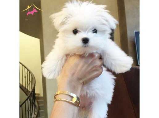 Kar Beyaz Maltese Terrier Yavruları ile Neşeli Bir Başlangıç