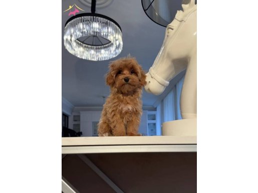 TOY POODLE SEVİMLİ YAVRULAR EV ÜRETİMİ Yavrularımız    0 num