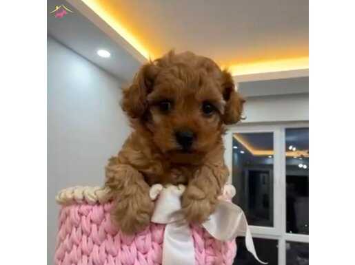 RED TOY POODLE EV ÜRETİMİ YAVRULAR 