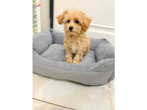 Akıllı ve Tüy Dökmeyen Gerçek Maltipoo Yavruları