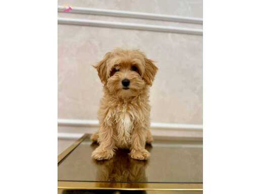 Zeki ve Tüy Dökmeyen Kahve Tonlu Maltipoo Yavruları