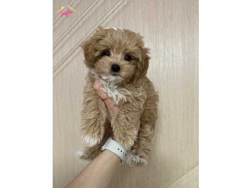 Kahve Tonlu Maltipoo Yavruları ile Neşeli Bir Başlangıç